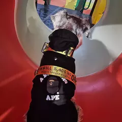 Coleira de nylon para cães, coleira para animais de estimação, ajustável, moderna e durável, cinto de segurança, seguro, pequeno, médio, acessórios para cachorros - comprar online
