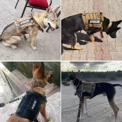 Coleira grande para cães, conjunto militar de arnês e coleira para treinamento de animais de estimação, arnês tático de pastor alemão para cães de todos os tamanhos - loja online
