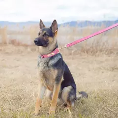 Coleira de cachorro acolchoada macia conjunto de coleira de couro pu para cães de estimação colar com corda de chumbo para caminhada ajustável para cães pequenos e médios pug - loja online