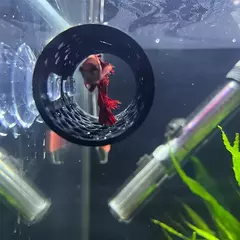 1 pc betta túnel de peixes brinquedo oco tubo de dormir com ventosa betta rede escondido tubo de descanso para decorações de tanque de peixes
