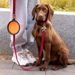 Tigelas dobráveis para cães, tigelas portáteis para viagem, expansíveis para cães e gatos, tigela de água, prato de alimentação de alimentos, tigela de silicone para animais de estimação 350/1000ml - loja online