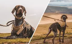 Conjunto de arnês e coleira para cães grandes, pastor alemão malinois, treinamento, colete de caminhada, conjunto de coleira e arnês para cães de todas as raças