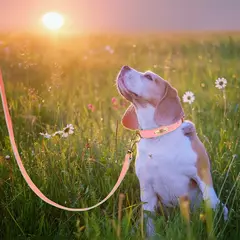 Coleira de identificação de cachorro personalizada com coleira macia acolchoada de couro PU conjunto de coleira e coleira anti-perda para cães pequenos, médios e grandes - comprar online