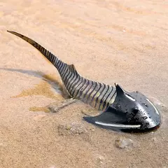 Oenux sealife animais figuras de ação oceano peixe salmão atum modelo estatuetas mini pvc projeto escolar criança coleção educação brinquedo - loja online