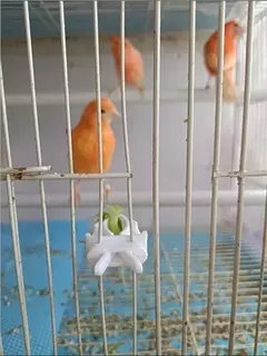 Bonito pequeno animal de estimação pássaro titular comida papagaio frutas legumes clipe choco osso alimentador dispositivo braçadeira gaiola acessórios ouiseaux na internet