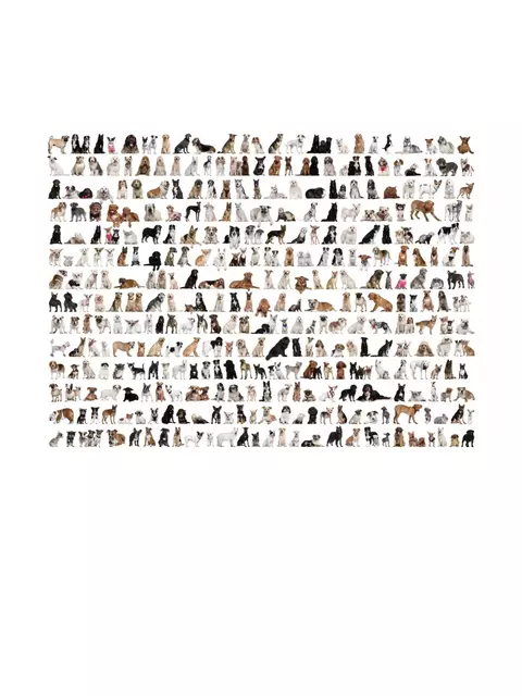 Quebra-Cabeça 1000 Peças "Doguinhos", Muitos Cachorros – Mais de 200 Raças | Com pôster 70x50cm - comprar online