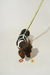 Kit Paseo Liviano - comprar online