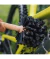 Cepillo Ancho Limpieza Bicicleta General Peatys Bog Brush - comprar online