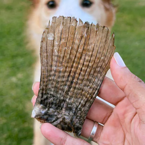 Rabinho de Peixe 60 gramas