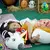 PELUCHE BARTOLITO MUSICAL 70CM ARBREX - tienda online