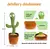 CACTUS BAILARIN IMPORTADO en internet