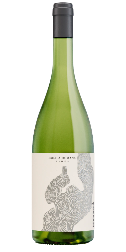Escala Humana Livvera Malvasia Laranja 2024