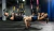 Banda de Suspensión para Pared Trx | Entrenamiento Funcional y Crossfit SVG - Svg sport by servicegym