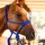 Cabresto Para Cavalo Trançado Boots Horse - Fast Horse