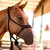 Cabresto Para Cavalo Trançado Boots Horse - comprar online