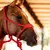Cabresto Para Cavalo Trançado Boots Horse na internet