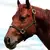 Cabresto Para Cavalo Liso Boots Horse - Fast Horse