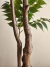 Ficus 2mt - comprar online