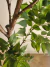 Ficus 2mt en internet