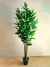 Dracena grande