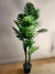 Mostera 1,60 cm
