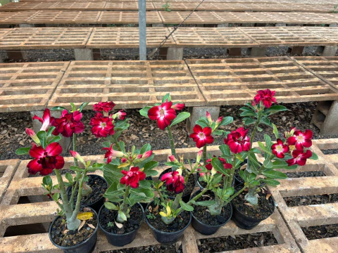 Vermelindas - Kit com 10 unidades