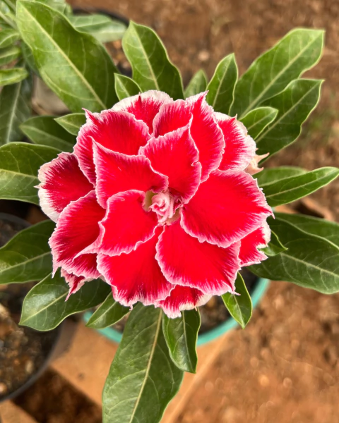 ONOLULU - comprar online