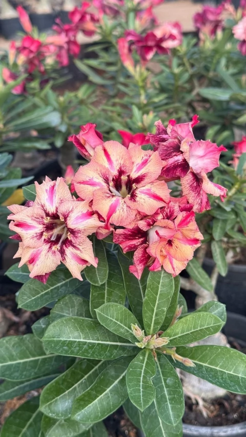 BUDAPESTE - comprar online