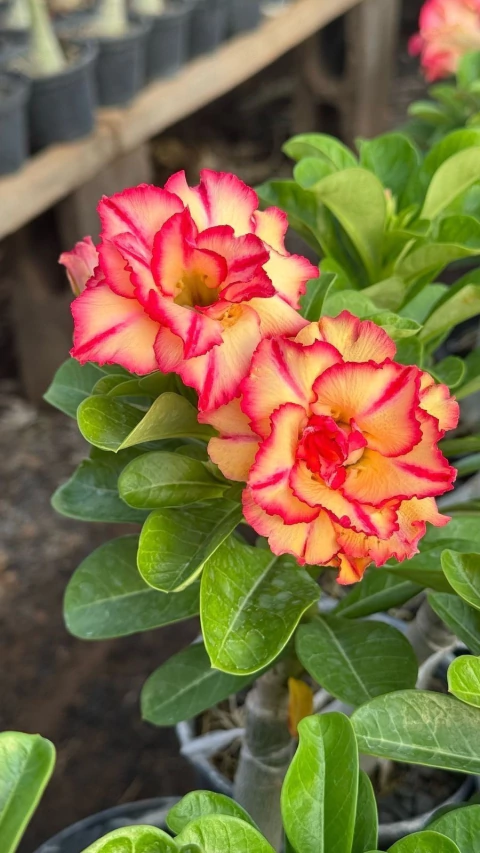 BEBILOKA - comprar online