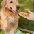 Kit de Petiscos Naturais para Cães de Frango - comprar online