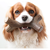 Benebone: Stick - Bacon (Brinquedo de Roer) - The Pets