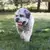 KONG Signature Balls - Brinquedo Bola - The Pets