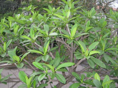 Imagem do Canon Powershot A480