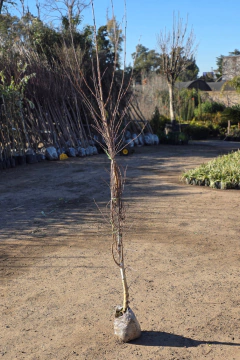 Betula Alba - comprar online