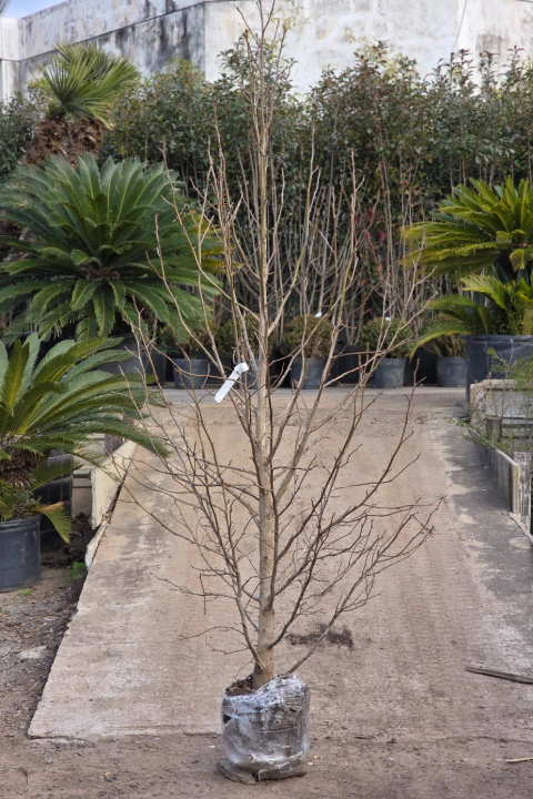 Liquidambar Styraciflua - comprar online