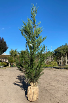 Cupressus Laylandii en internet