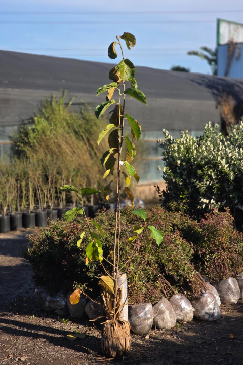 Magnolia Solangeana Alba