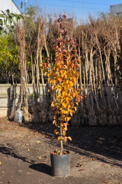 Pyrus Chanticleer - Viveros El Botánico