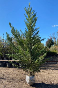 Cupressus Laylandii - tienda online