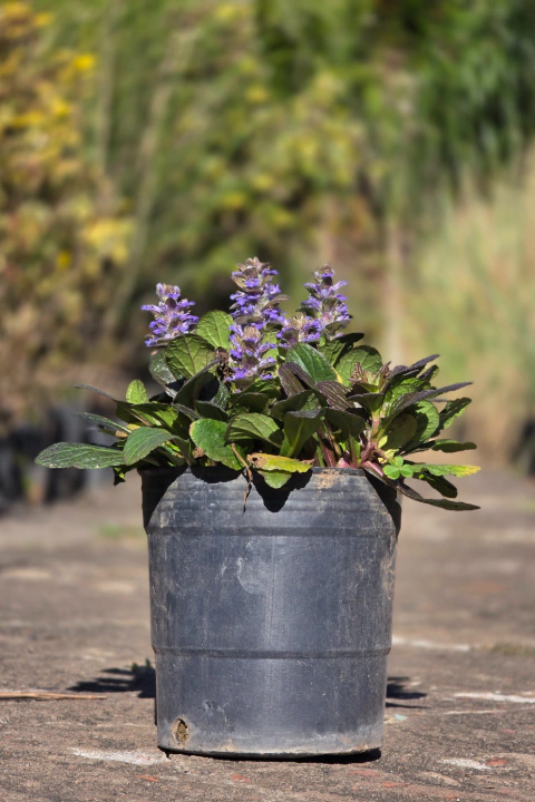 Ajuga Reptans Purpura