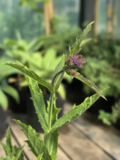 Verbena Rigida en internet
