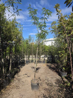 Gleditsia Sunburst