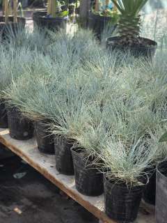 Festuca Glauca - comprar online