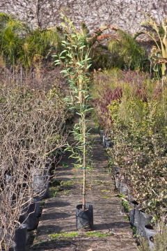 Eucalyptus Sideroxilon - comprar online