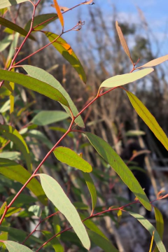 Eucalyptus Sideroxilon en internet