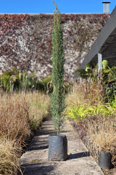 Cupressus Sempervirens Piramidal - comprar online