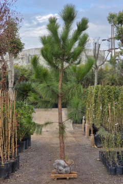 Pinus Elliotti - tienda online