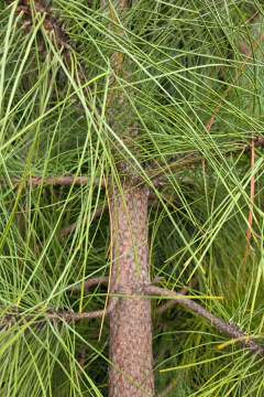 Imagen de Pinus Elliotti