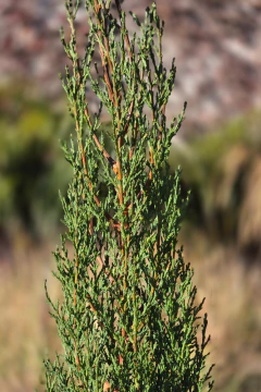 Cupressus Sempervirens Piramidal - Viveros El Botánico