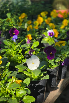 Violas - Viveros El Botánico